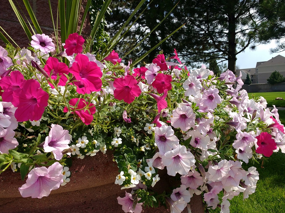 Plant flower pink