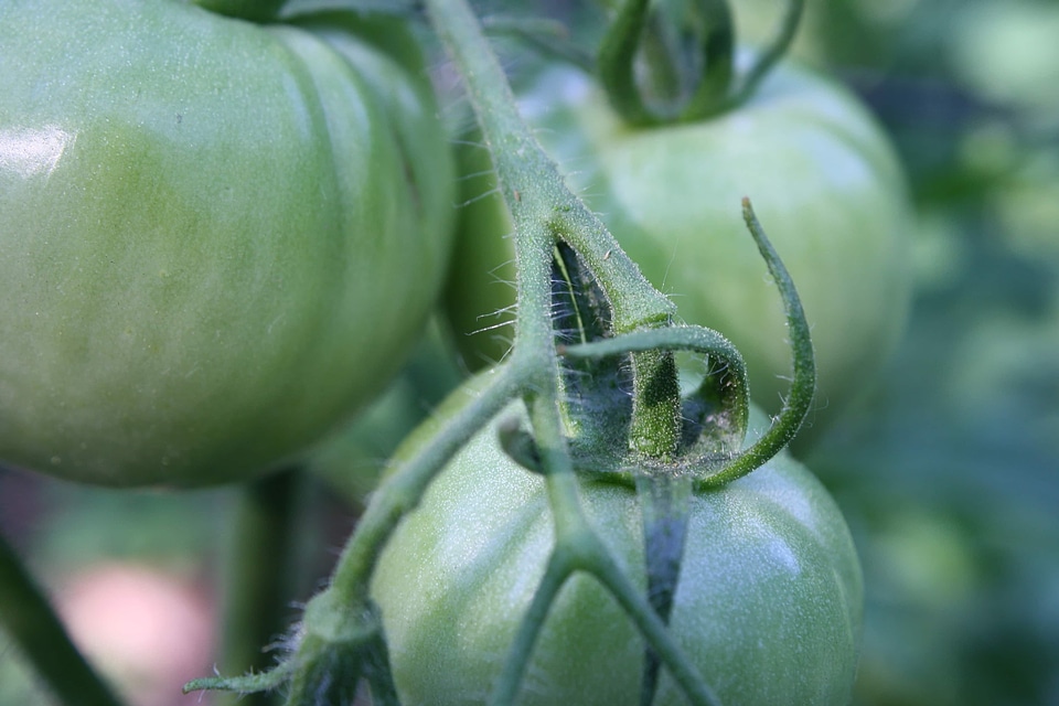 Green greenhouse tomatoes