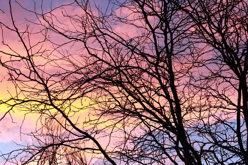 Sunrise tree branch photo