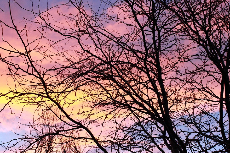 Sunrise tree branch