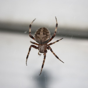 Insect spiderweb tarantula photo