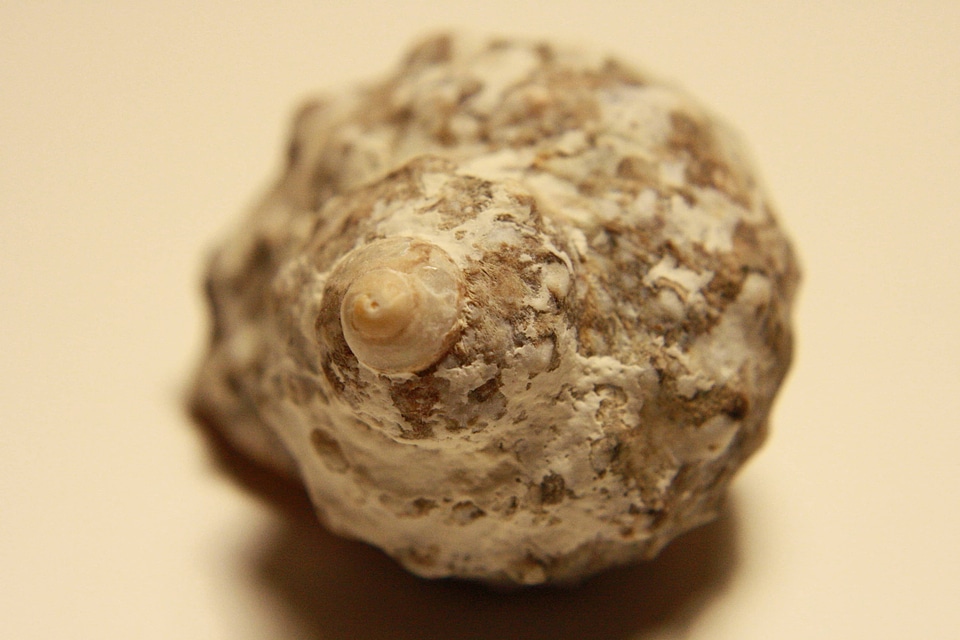 Gastropod mollusk invertebrate