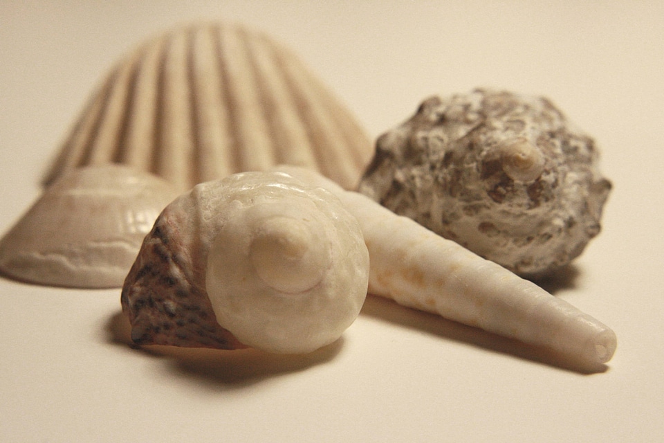 Seashell food shell