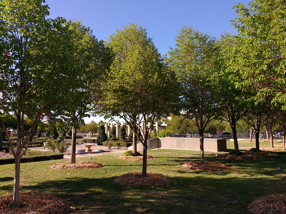 Tree landscape park