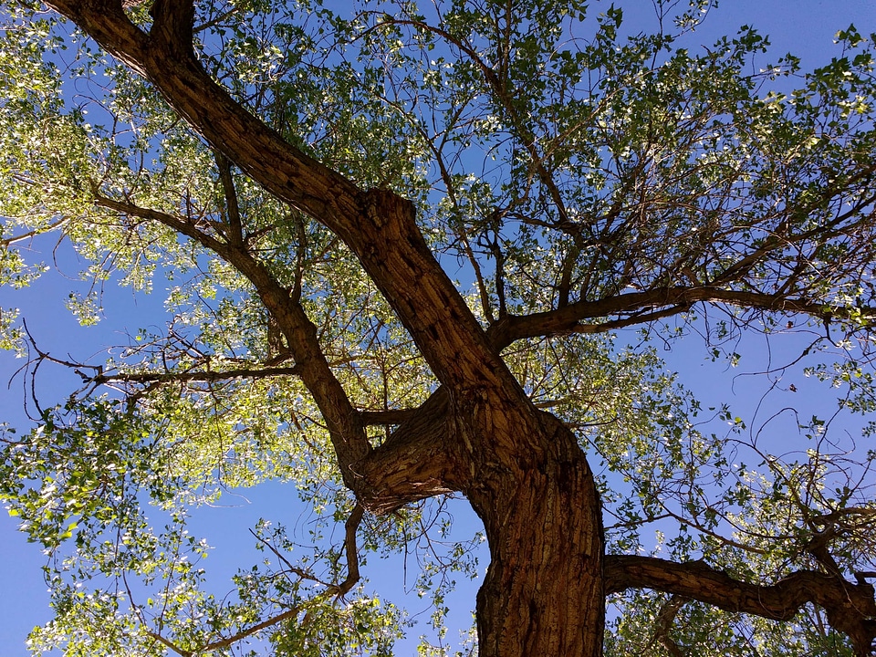 Tree oak forest photo