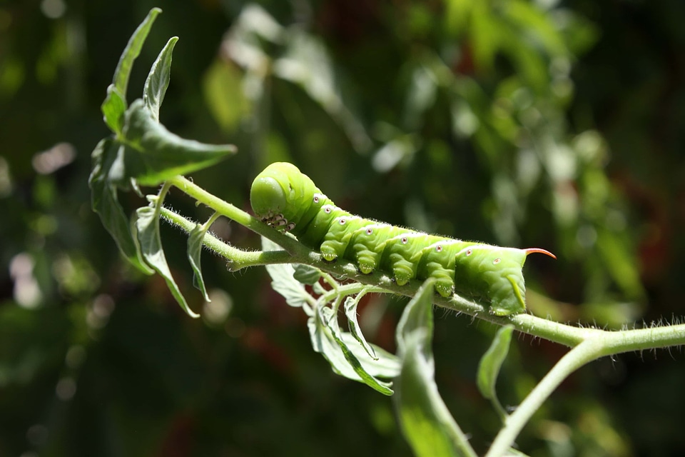 Caterpillar leaf nature