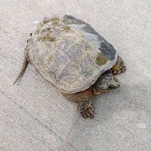 Tortoise Malaclemys terrapin turtle