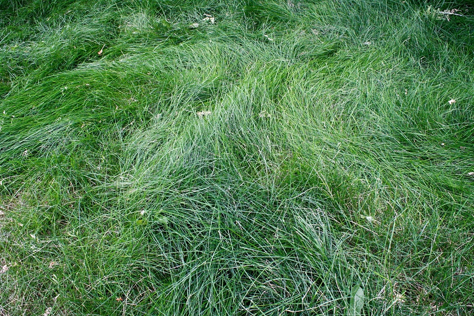 Meadow herb field
