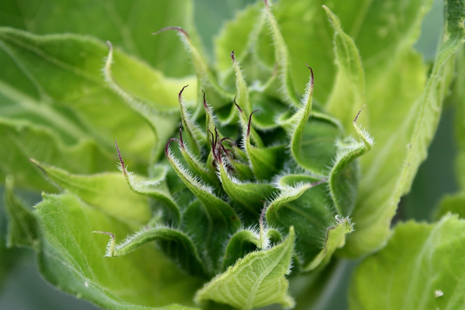 Nature growth leaf