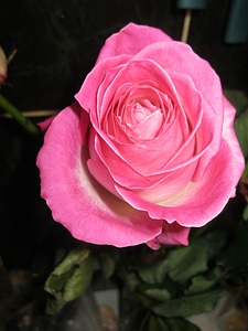 Rose Bud roses blossom
