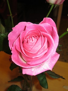 Rose Bud petal pink photo