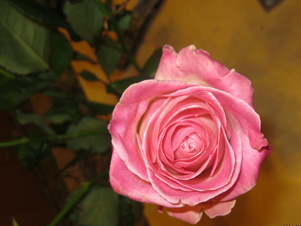 Pink rose bud blossom