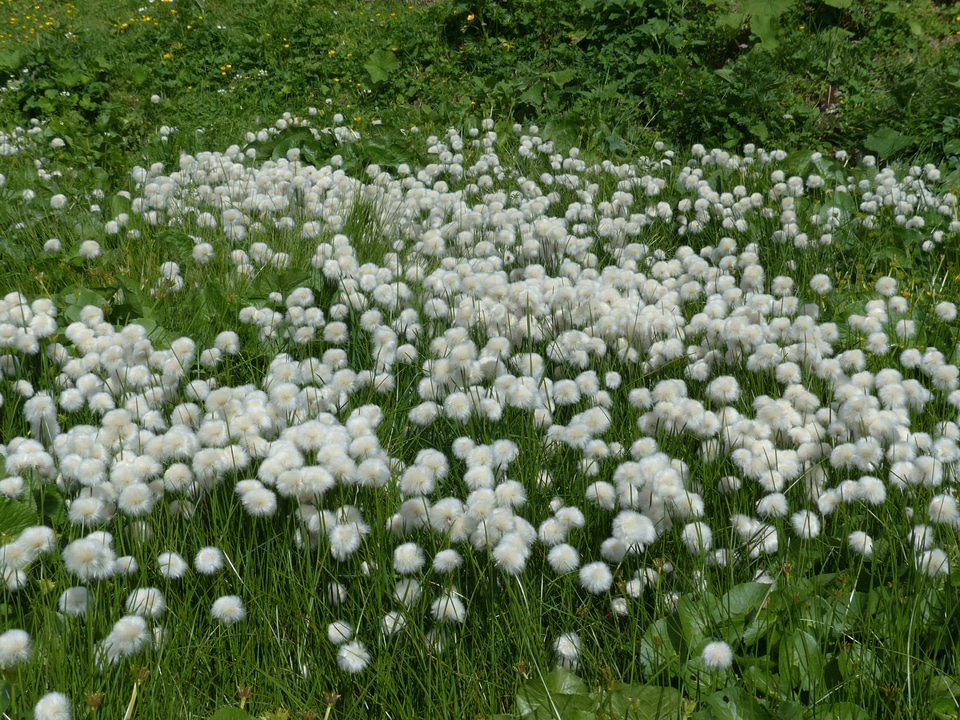 Cyperaceae alpine cottongrass cottongrass