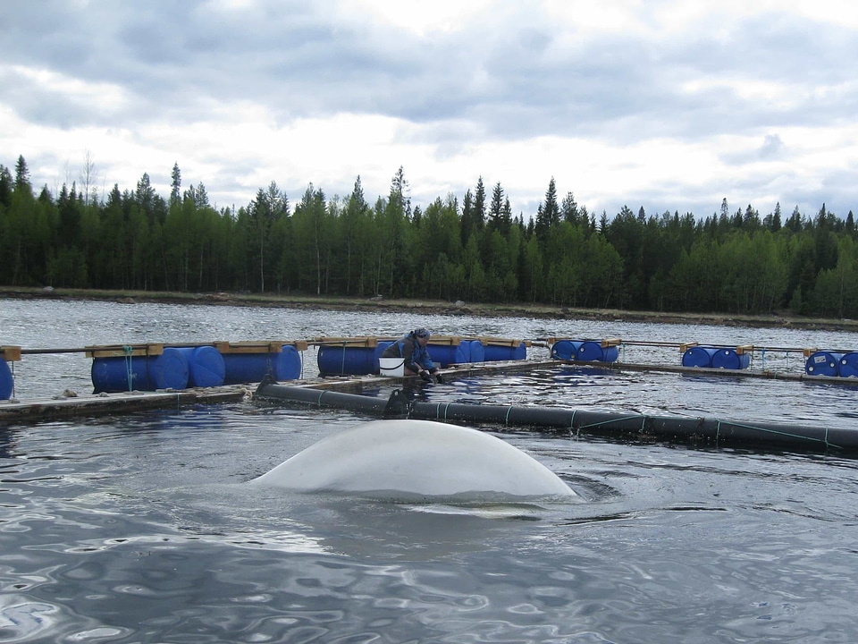 Animal beluga hatchery