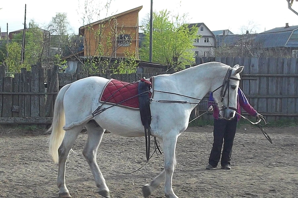 Horse ranch stallion photo