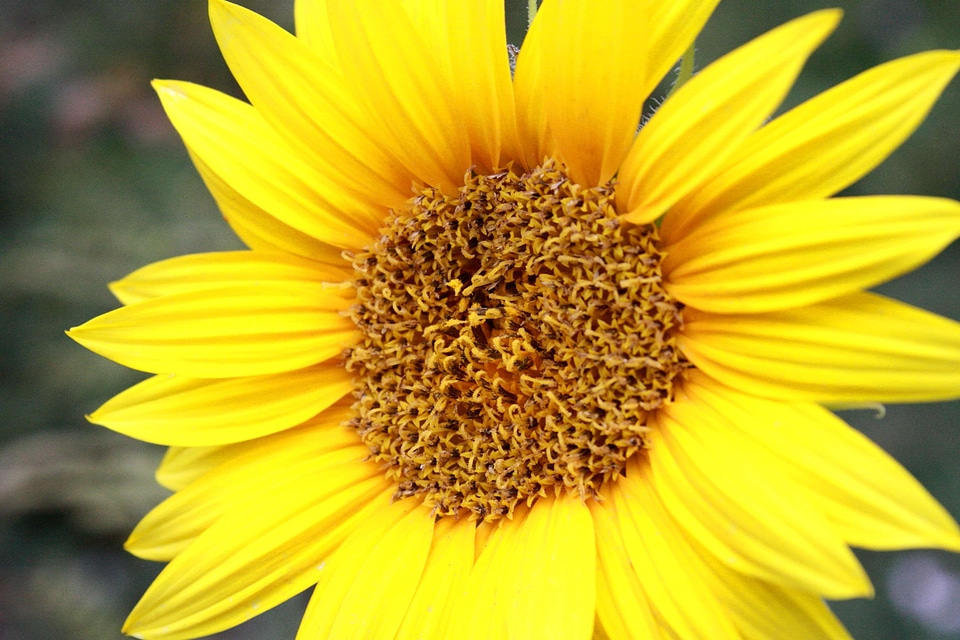 Summer blossom petal photo