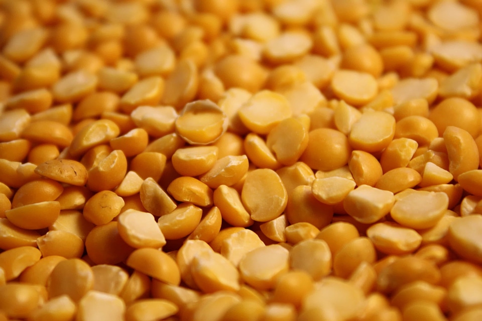 Cereal seed lentil