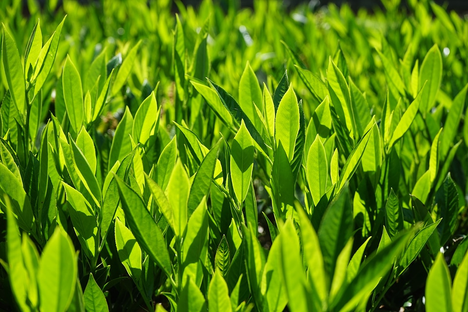 Green backlighting light green