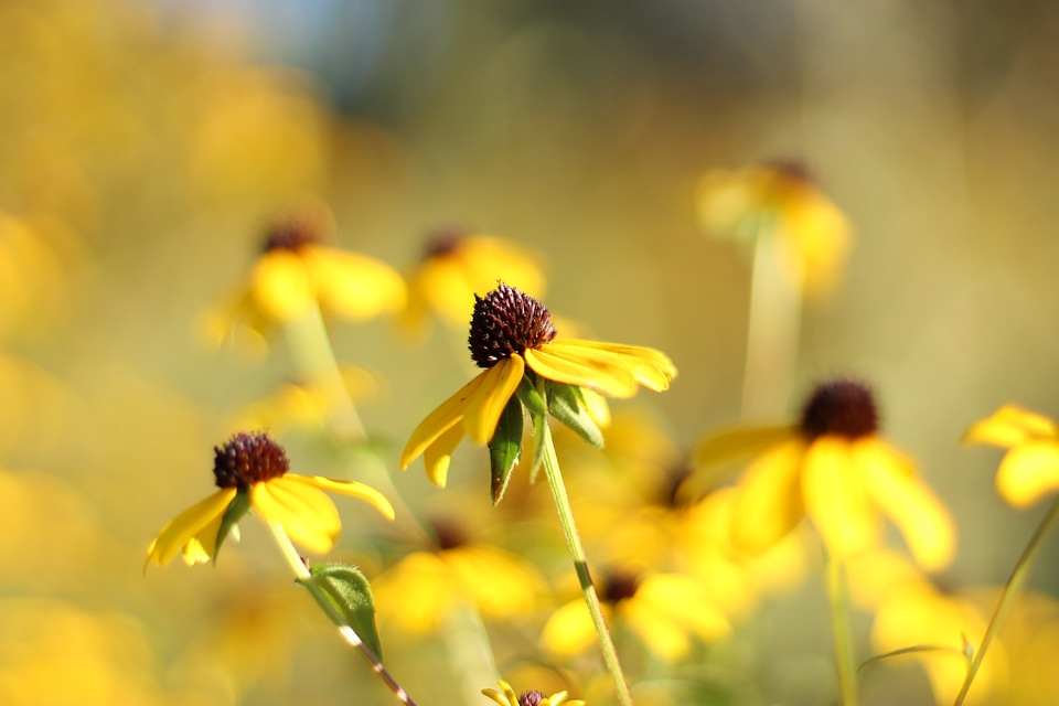 Plants natural blossom