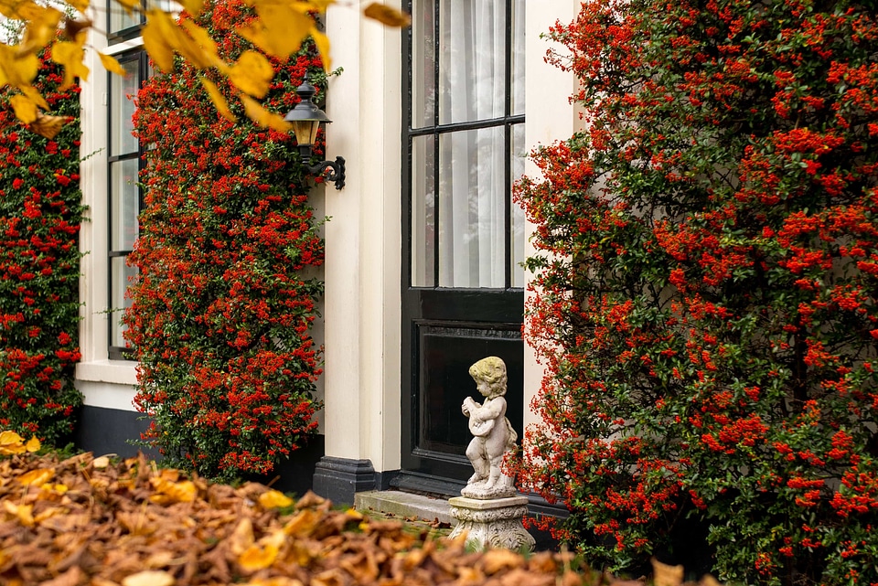 Fall shrub plant