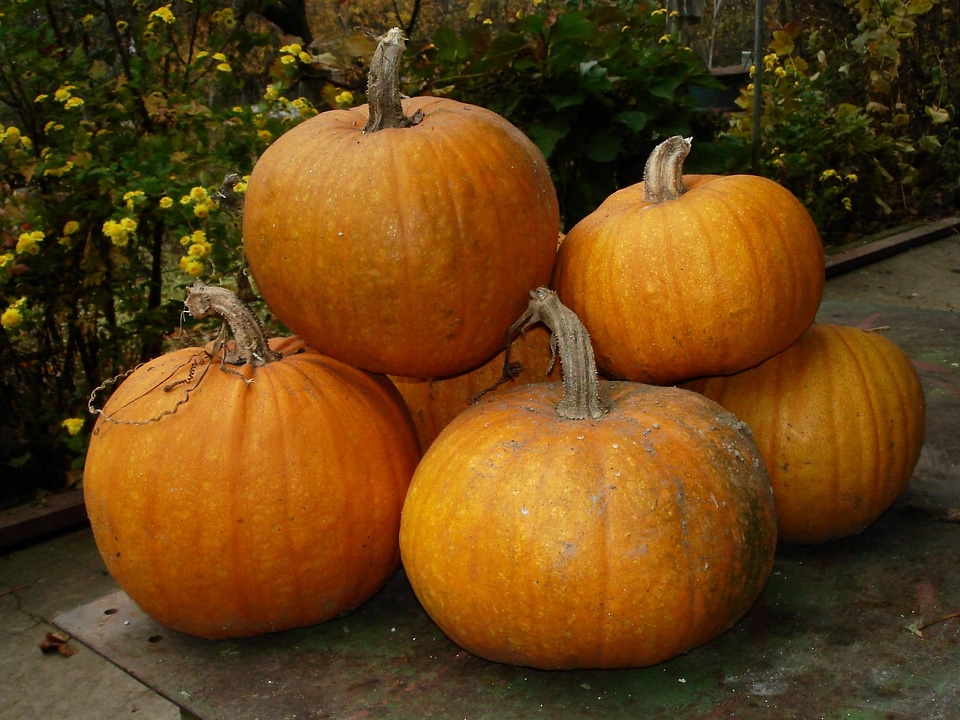 Vegetable food autumn