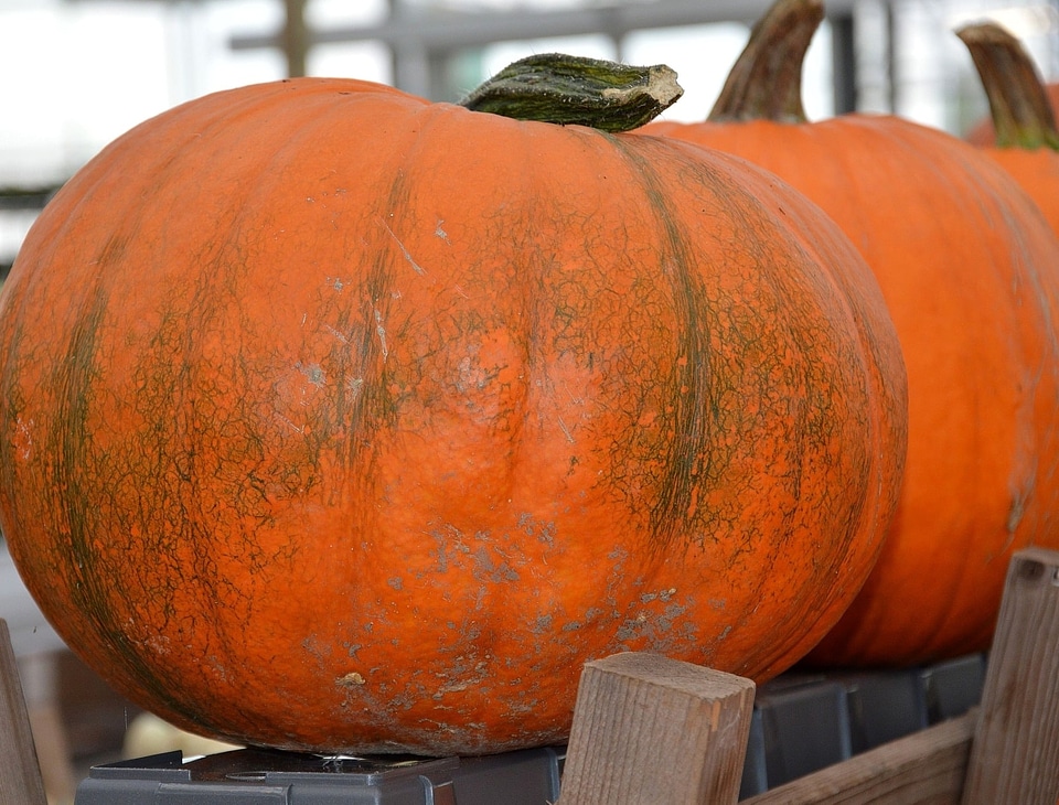 Autumn Season vegetable food