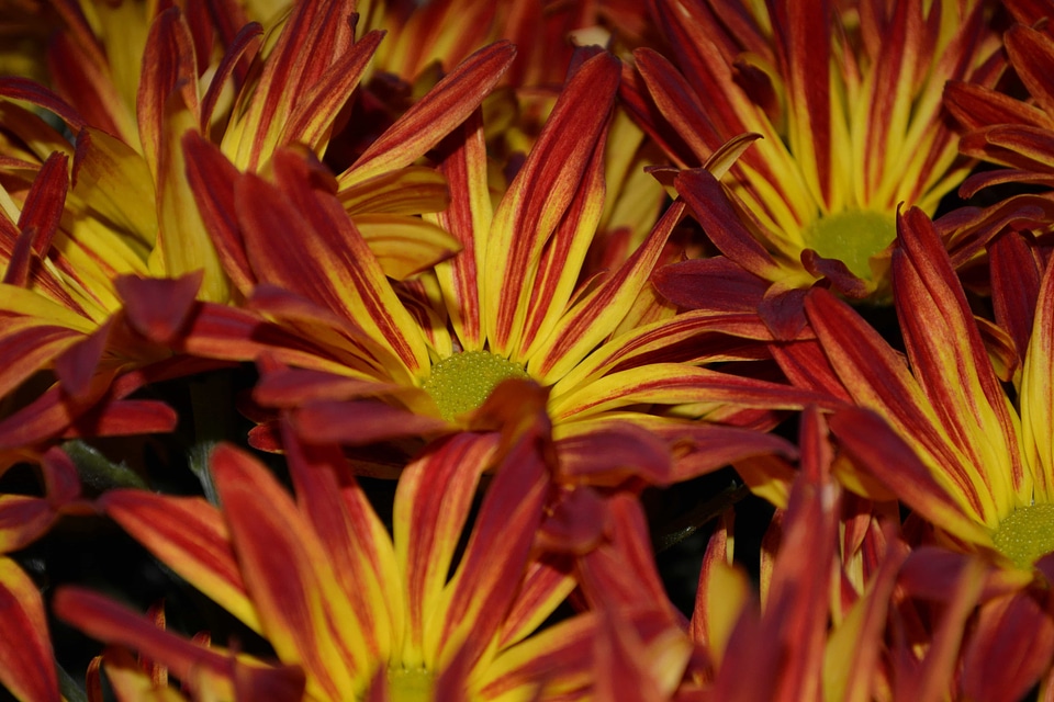 Colorful detail pistil