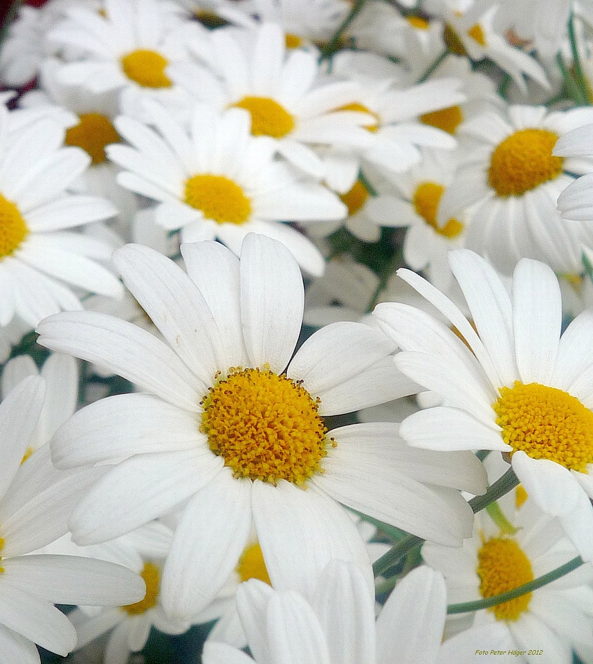 Petals floral blossoms