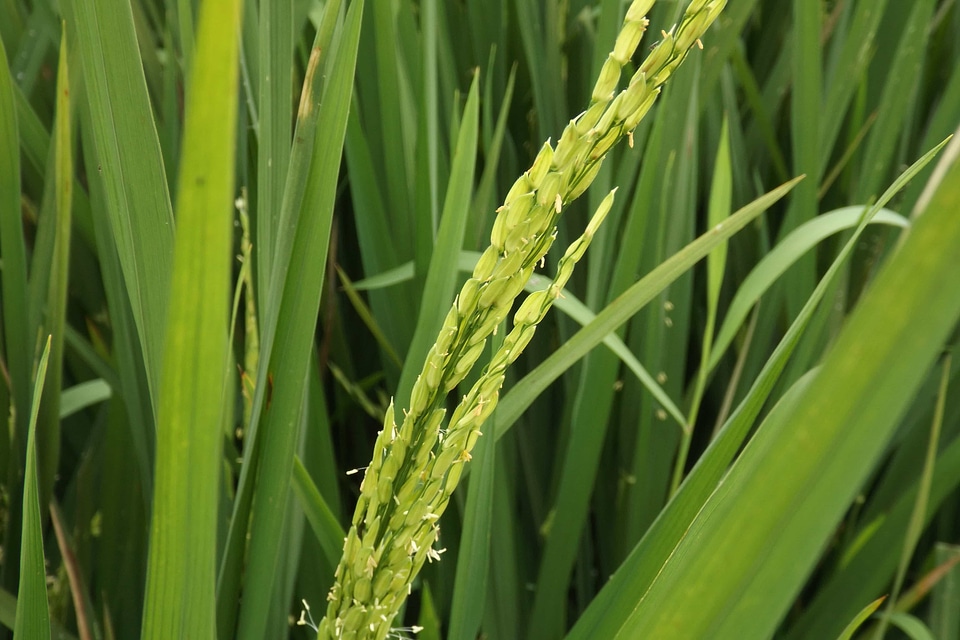 Barley agriculture wheat