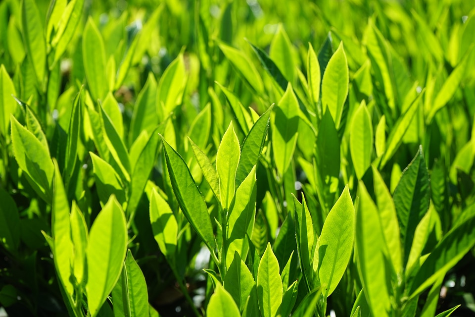 Light green shades of green bright