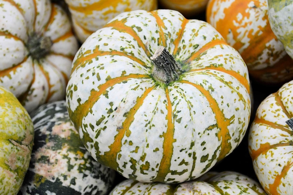 Colorful pumpkin food