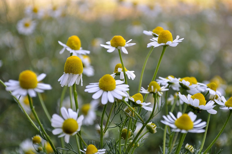 Plant meadow nature
