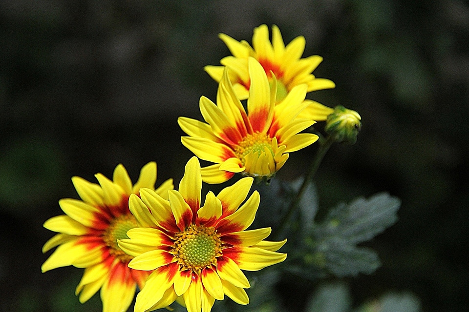 Plant garden sunflower