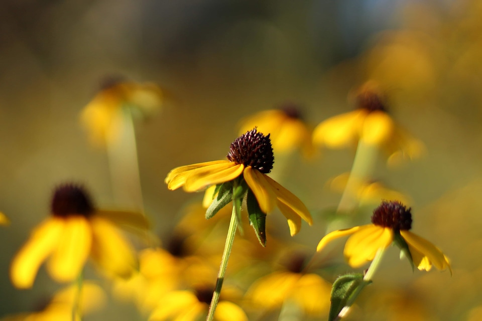 Herb garden blossom