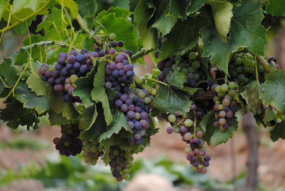 Agriculture grape grapevine