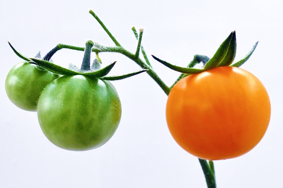 Organic fruit tomato