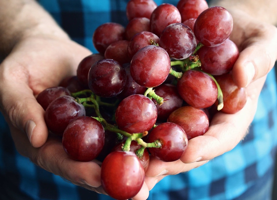 Grapevine hands organic
