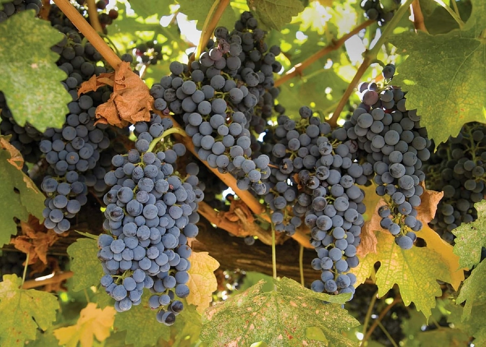 Vineyard fruit grapevine