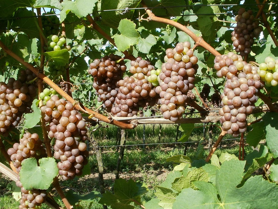 Agricultural agriculture food