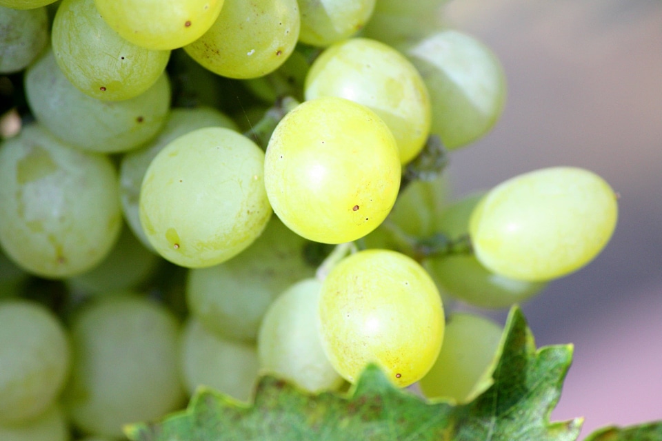 Nature food fruit