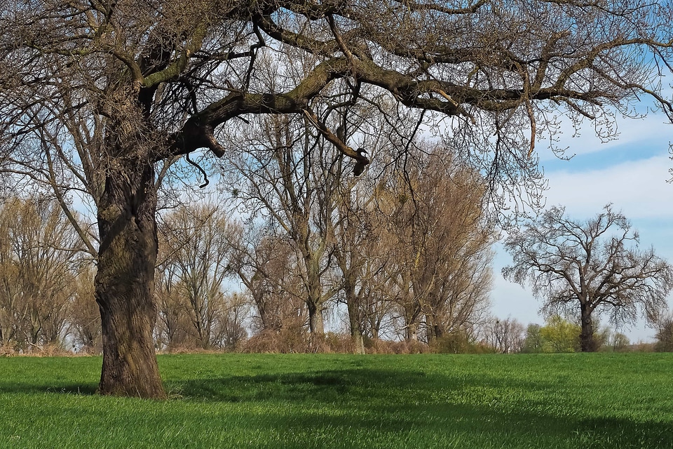 Oak tree landscape