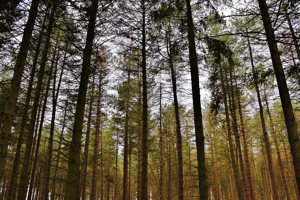 Tree landscape wood