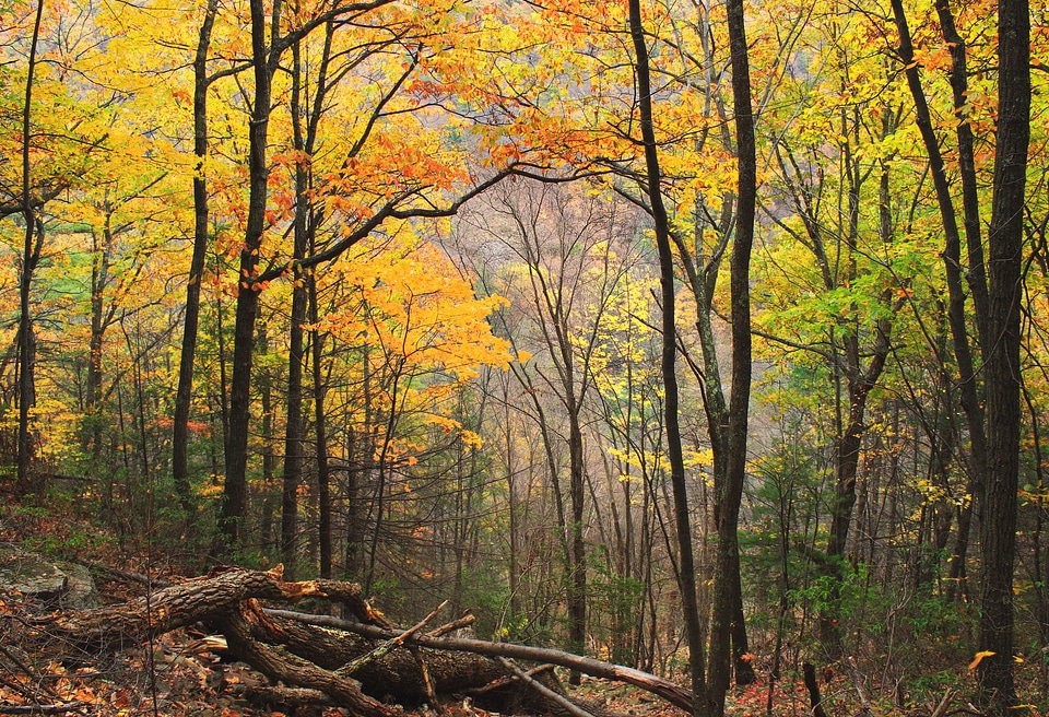 Foliage wood autumn