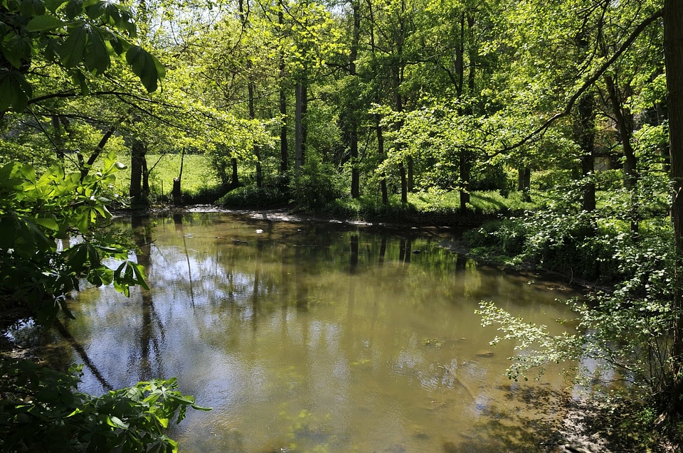 Nature wetland swamp