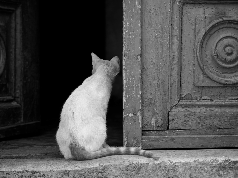 Domestic Cat front door cat