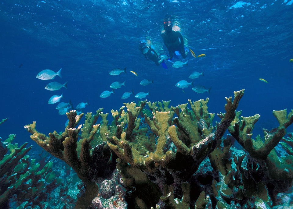 Marine fish tropical