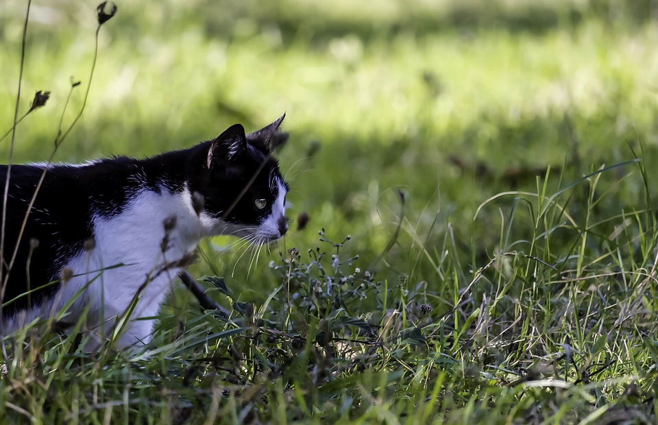 Cat curious domestic cat