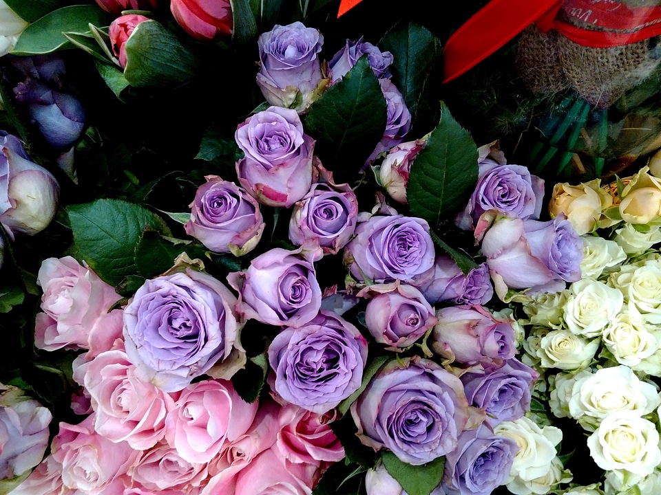 Rose rose bud roses