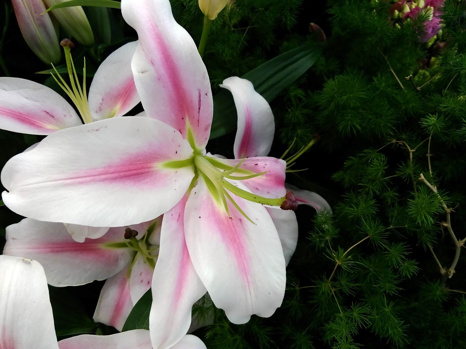 Amaryllis blossom pink