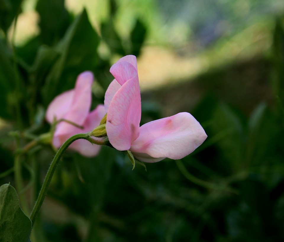 Pretty pink dainty